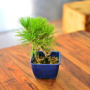 黒松 ミニ盆栽 4号鉢 和風インテリア 初心者向け 観葉植物 ギフト プレゼント