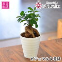 観葉植物 室内用 ガジュマル4号鉢 花 ギフト 誕生日プレゼント 観葉植物 鉢花贈る 贈り物 あす楽対応 送料無料 お花宅配 観葉植物宅配 開店祝い 移転祝い ...
