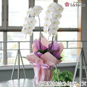 開店祝い ギフト 胡蝶蘭 2本立ち 白 DX 転勤花 退職花 昇進花 昇格花 栄転花 就任祝い花 開店祝い 新築祝い 開店祝い 開院祝い 開業祝い 設立祝い 社...