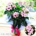 敬老の日 花 プレゼント 鉢花 孫から フラワーギフト 敬老の日ギフト 祖母 祖父 鉢植え 2025 9月 誕生日 長寿祝 還暦祝 古希祝 米寿祝 60代 70代 80代 エーデルワイス におい桜 ニオイザクラ 匂い桜の鉢植え 5号鉢