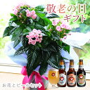 敬老の日 花 プレゼント 敬老の日 プレゼント 鉢花 孫から フラワーギフト 敬老の日ギフト祖母 祖父 鉢植え 2025 9月 誕生日 60代 70代 80代 におい桜 ニオイザクラ 匂い桜5号鉢と常陸野ネストビール(瓶) 3本セット