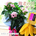 敬老の日 花 プレゼント 鉢花 ギフト 花とお菓子 花とスイーツ 孫から フラワーギフト 和菓子 祖母 祖父 鉢植え 2025 誕生日 ニオイザクラ 70代 80代 におい桜 エーデルワイス におい桜の鉢植え 5号鉢と干し芋スイーツセット