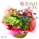 敬老の日 プレゼント 鉢花 孫から フラワーギフト 敬老の日ギフト お菓子 和菓子 祖母 祖父 鉢植え 2025 9月 誕生日 長寿祝 還暦祝 古希祝 米寿祝 60代 70代 80代 りんどう エーデルワイス リンドウが入った 敬老の日寄せ鉢ミックス