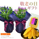 遅れてごめんね 敬老の日 花 ギフト りんどうの鉢植え 4号鉢と幸田商店 干し芋スイーツセット【敬老の日 プレゼント 孫 80代 90代 100歳 もらって嬉し...