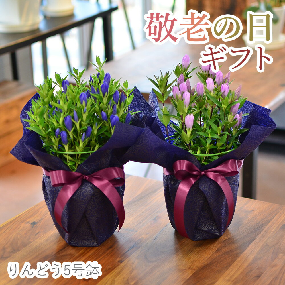 遅れてごめんね 敬老の日 花 プレゼント りんどうの鉢植え ブルー系 ピンク系【敬老の日 プレゼント 孫 花 ギフト 送料無料 80代 90代 りんどう 鉢植え 生花 花鉢 100歳 日持ち もらって嬉しい】のサムネイル