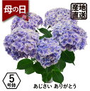 エーデルワイス 花の鉢植え 母の日ギフト プレゼント 紫陽花 2024 エーデルワイス アジサイの鉢植え ありがとう5号鉢