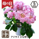 エーデルワイス 花の鉢植え 母の日ギフト プレゼント 送料無料 鉢植え エーデルワイス ひな祭り アジサイひなまつり 5号鉢