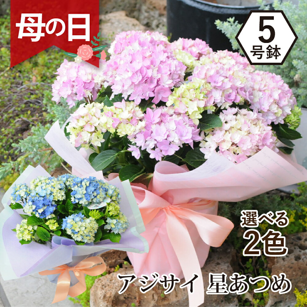遅れてごめんね 母の日 プレゼント 紫陽花 ギフト 母の日 花鉢 ギフト あじさい 鉢植え 花 紫陽花 アジサイ 母の日 2023 誕生日 送料無料 プレゼント 贈り物 男性 女性 40代 50代 60代 開花株 エーデルワイス ブルー ピンク アジサイ 星あつめ ブルー 5号鉢のサムネイル