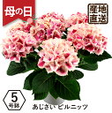 母の日ギフト プレゼント 紫陽花 2024 エーデルワイス ピンク アジサイの鉢植え ピルニッツ5号鉢