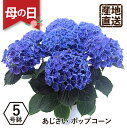 エーデルワイス 花の鉢植え 母の日ギフト プレゼント 紫陽花 2024 エーデルワイス アジサイの鉢植え ポップコーン5号鉢