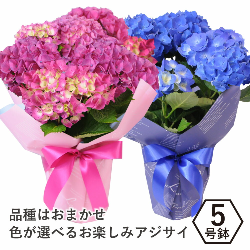 エーデルワイス 花の鉢植え 2024 花 贈る ピンク系 ブルー系で品種はおまかせ アジサイの鉢花 5号鉢