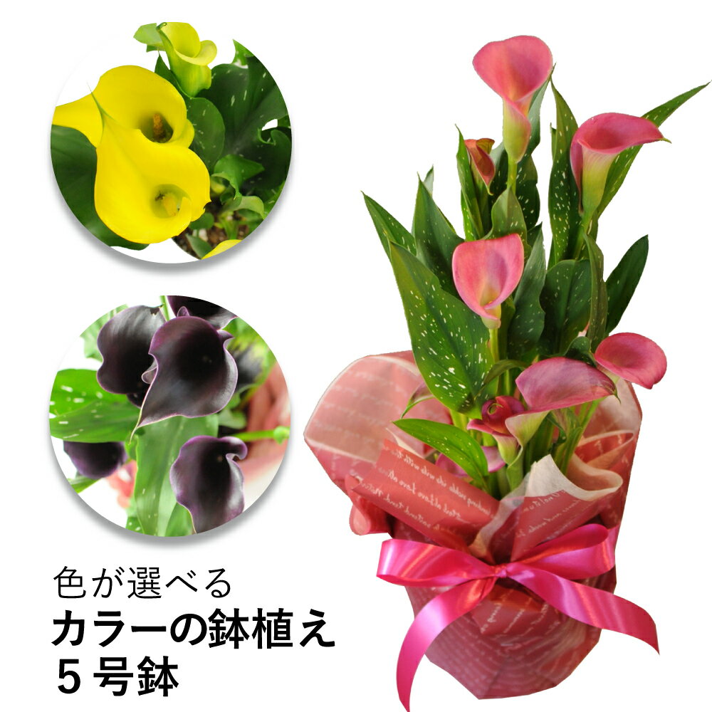 お祝いプレゼント 鉢花 ギフト カラー 鉢植え ギフト プレゼント 花 鉢植え 送料無料 色が選べるカラーの鉢花 5号鉢 ピンク系 イエロー系 パープル系のサムネイル