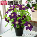 母の日 まだ間に合う クレマチス 鉢植え ギフト 「はやて 5号鉢」【クレマチス 母の日 ギフト プレゼント 母の日 2025 鉢植え クレマチス 花 テッセン...