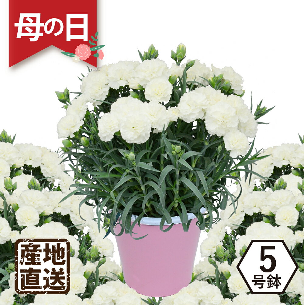 エーデルワイス 花の鉢植え お買い物マラソン 遅れてごめんね 母の日 プレゼント ギフト 日時指定可能 お悔やみ お供え 花 エーデルワイス 産地直送 白いカーネーションの鉢植え 5号鉢 フィエルテ