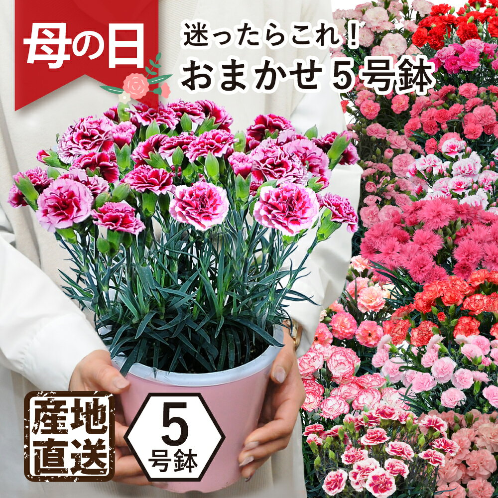 鉢 まだ間に合う 母の日 プレゼント 花 5号鉢 ギフト 日時指定可能 60代 70代 80代 エーデルワイス 産地直送 カーネーションの鉢植え 5号鉢 赤/ピンク 色合いおまかせ