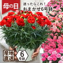 鉢 まだ間に合う 母の日 鉢植え プレゼント 花 フラワーギフト 日時指定可能 エーデルワイス 産地直送 おまかせ カーネーション 6号鉢全7色 赤/ピンク