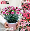 母の日 早割 カーネーション ギフト フラワー 花 50代 60代 70代 80代 鉢植え 日時指定可能 ははの日 2025 生花 5号 母 義母 祖母 人気 ...