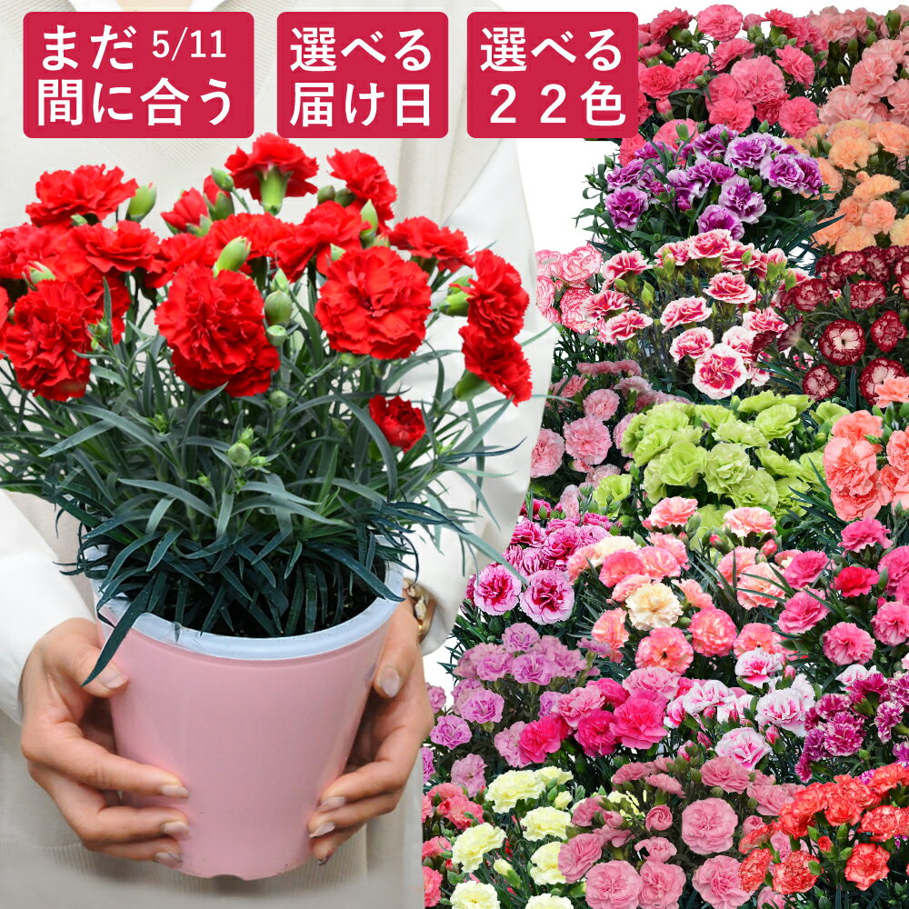 まだ間に合う 母の日 カーネーション 鉢植え 5号鉢 スタンダード 22色から選べる【母の日 花 ギフト プレゼント 母の日 カーネーション 日付指定可 母の日 ギフト 2025 祖母 義母 エーデルワイス花の贈り物】