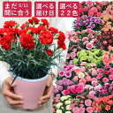 まだ間に合う 母の日 カーネーション 鉢植え 5号鉢 スタンダード 22色から選べる【母の日 花 ギフト プレゼント 母の日 カーネーション 日付指定可 母の日...