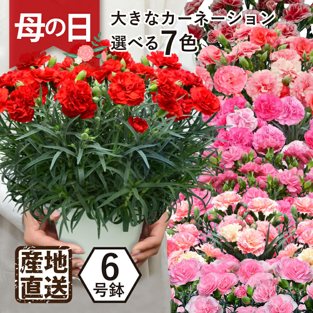 まだ間に合う 母の日ギフト 2024 日時指定可能 大きなサイズ 60代 70代 エーデルワイス 産地直送 カーネーションの鉢植え 6号鉢全7色