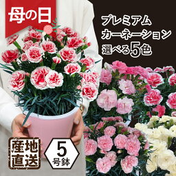 エーデルワイス 花の鉢植え 母の日 鉢植え カーネーション フラワーギフト プレゼント 2024 日時指定可能 産地直送 プレミアムカーネーションの鉢植え 5号鉢