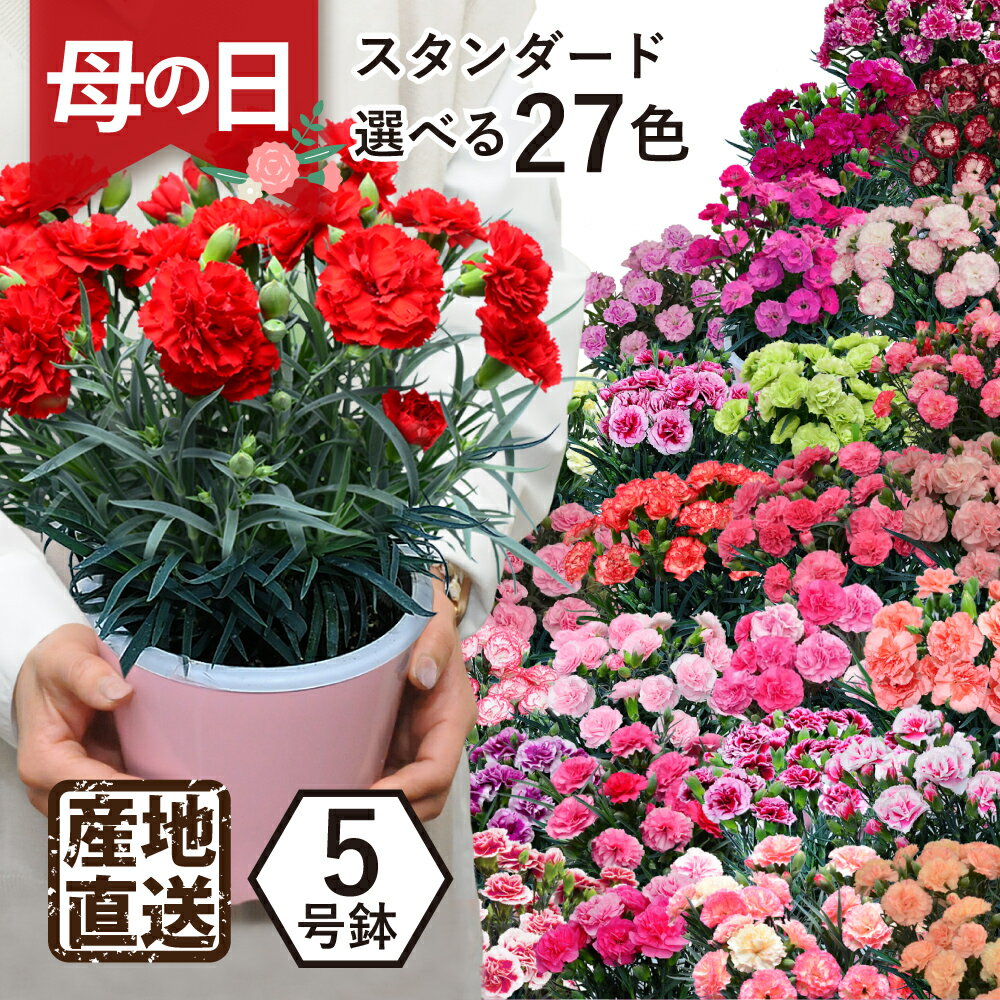 エーデルワイス 花の鉢植え お買い物マラソン ははの日 遅れてごめんね 母の日 鉢植え カーネーション 花 プレゼント フラワーギフト 日付指定可能 2024 エーデルワイス 産地直送 カーネーションの鉢植え5号鉢 スタンダード 27色