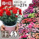 母の日 鉢植え カーネーション 花 プレゼント フラワーギフト 日付指定可能 2024 エーデルワイス 産地直送 カーネーションの鉢植え5号鉢 スタンダード 27色の商品画像