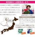 母の日 プレゼント 花 5号鉢 ギフト 日時指定可能 60代 70代 80代 エーデルワイス 産地直送 カーネーションの鉢植え 5号鉢 赤/ピンク 色合いおまかせ