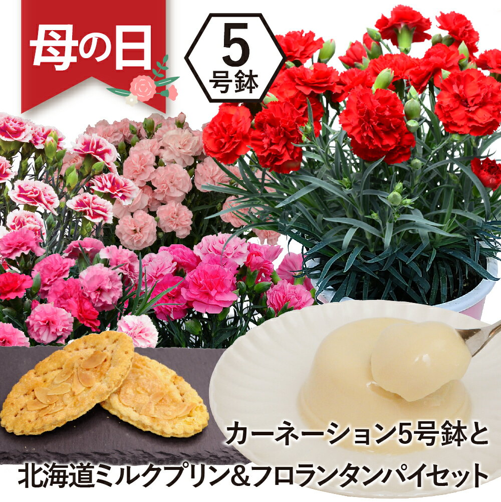 まだ間に合う 母の日 個数限定 鉢植え 鉢花 カーネーション フラワーギフト スイーツ セット お菓子 洋菓子 カーネーション5号鉢スイーツセット