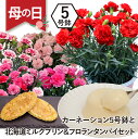 遅れてごめんね 母の日 カーネーション5号鉢とスイーツ セット【ギフト プレゼント ミルク プリン フロランタン お菓子 洋菓子 2025 姑 祖母 義母 エー...