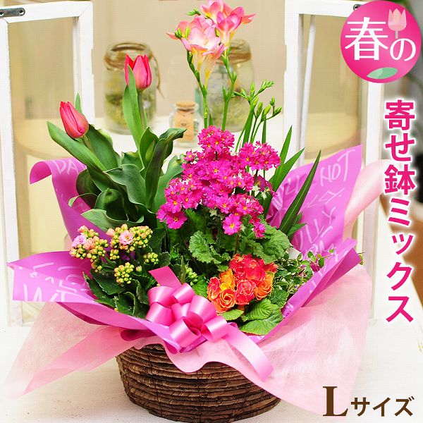 バレンタイン 2021 鉢花 バレンタイン 花 チューリップ 春の花 鉢植え 花 鉢花 誕生日 の お祝いプレゼント フラワー ギフト 送別会 退職祝い 花配達 送料無料 転勤 異動 退職 送別 春の寄せ鉢ミックス Lサイズ