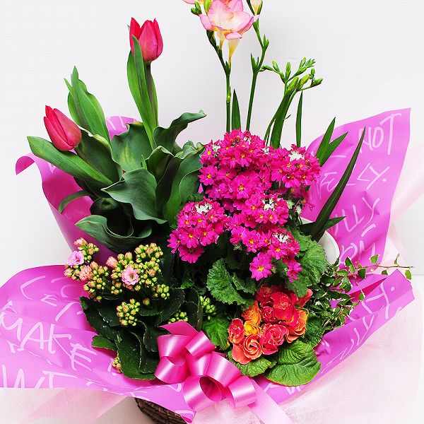 バレンタイン 2021 鉢花 バレンタイン 花 チューリップ 春の花 鉢植え 花 鉢花 誕生日 の お祝いプレゼント フラワー ギフト 送別会 退職祝い 花配達 送料無料 転勤 異動 退職 送別 春の寄せ鉢ミックス Lサイズ格安通販　バレンタイン　人気　ランキング