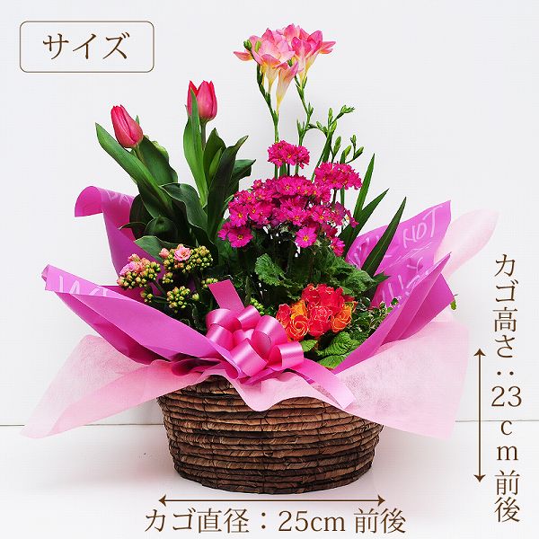 バレンタイン 2021 鉢花 バレンタイン 花 チューリップ 春の花 鉢植え 花 鉢花 誕生日 の お祝いプレゼント フラワー ギフト 送別会 退職祝い 花配達 送料無料 転勤 異動 退職 送別 春の寄せ鉢ミックス Lサイズ格安通販　バレンタイン　人気　ランキング