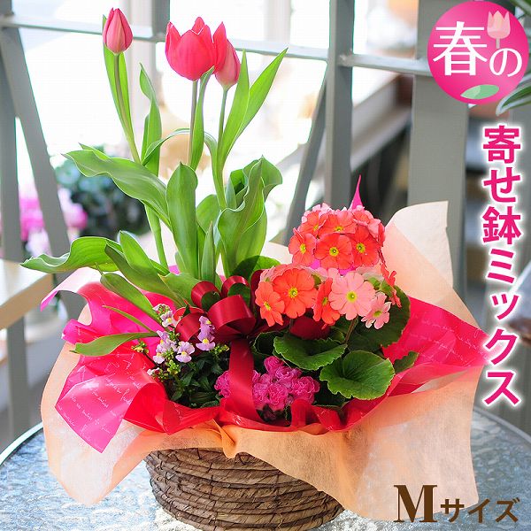 バレンタイン 2021 鉢花 バレンタイン 花 チューリップ 春の花 鉢植え 花 鉢花 寄せ鉢 寄せ植え 誕生日 の お祝いプレゼント フラワー ギフト 送別会 退職祝い 花配達 送料無料 転勤 異動 退職 送別 春の寄せ鉢ミックス Mサイズ