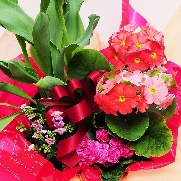 バレンタイン 2021 鉢花 バレンタイン 花 チューリップ 春の花 鉢植え 花 鉢花 寄せ鉢 寄せ植え 誕生日 の お祝いプレゼント フラワー ギフト 送別会 退職祝い 花配達 送料無料 転勤 異動 退職 送別 春の寄せ鉢ミックス Mサイズ格安通販　バレンタイン　人気　ランキング