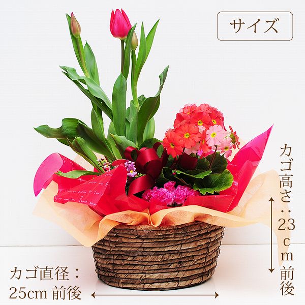 バレンタイン 2021 鉢花 バレンタイン 花 チューリップ 春の花 鉢植え 花 鉢花 寄せ鉢 寄せ植え 誕生日 の お祝いプレゼント フラワー ギフト 送別会 退職祝い 花配達 送料無料 転勤 異動 退職 送別 春の寄せ鉢ミックス Mサイズ格安通販　バレンタイン　人気　ランキング