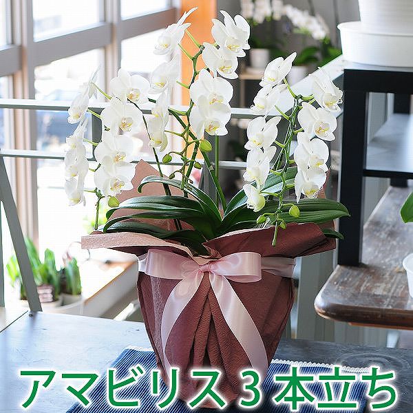 エーデルワイス 花の鉢植え ミディ胡蝶蘭 開店御祝い ギフト 花 胡蝶蘭ミニサイズ アマビリス 3本立 白 開院祝 開業祝 設立祝 社長就任祝 昇進祝 当選祝い 竣工 新築祝 改装祝 改築祝 勲章祝 受賞祝