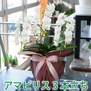 御祝い ギフト 花 胡蝶蘭ミニサイズ 開店祝い アマビリス 3本立 白 開店祝 開院祝 開業祝 設立祝 社長就任祝 昇進祝 当選祝い 竣工 新築祝 改装祝 改築祝 勲章祝 受賞祝