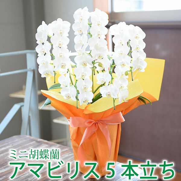 エーデルワイス 花の鉢植え ミニ胡蝶蘭ギフト 5本立ち お祝いギフトに最適な胡蝶蘭。とても長持ち。開店祝い胡蝶蘭/開院祝い胡蝶蘭/開業祝い胡蝶蘭/設立祝い胡蝶蘭/社長就任祝い胡蝶蘭/昇進祝い胡蝶蘭/当選祝い胡蝶蘭/竣工祝い胡蝶蘭