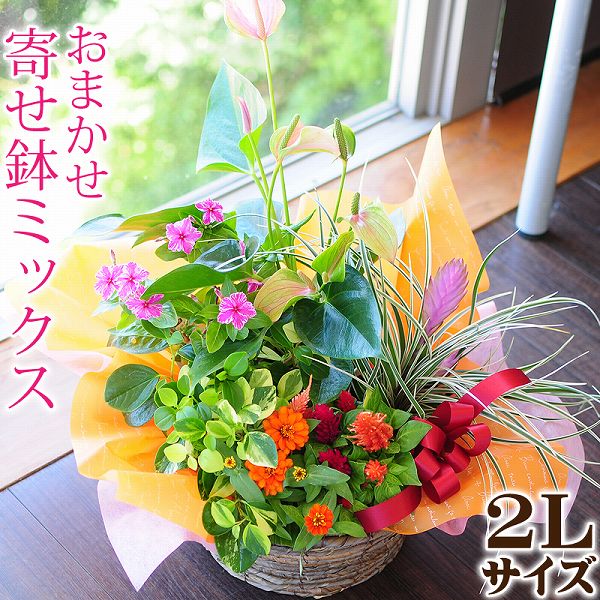 楽天市場 誕生日プレゼント寄せ鉢 おまかせ寄せ鉢ギフト 2lサイズ 結婚記念日 寄せ植えギフト 鉢花贈る 寄せ植え贈り物 寄せ鉢配達 お花宅配 寄せ鉢宅配 寄せ鉢配送 寄せ鉢プレゼント 注文 宅急便 エーデルワイス 花宅配花屋ギフト みんなのレビュー 口コミ 楽天市場 誕生日プレゼント寄せ鉢 おまかせ寄せ鉢ギフト 2lサイズ 結婚記念日 寄せ植えギフト 鉢花贈る 寄せ植え贈り物 寄せ鉢配達 お花宅配 寄せ鉢宅配 寄せ鉢配送 寄せ鉢プレゼント 注文 宅急便 エーデルワイス 花宅配花屋ギフト みんなのレビュー 口コミ