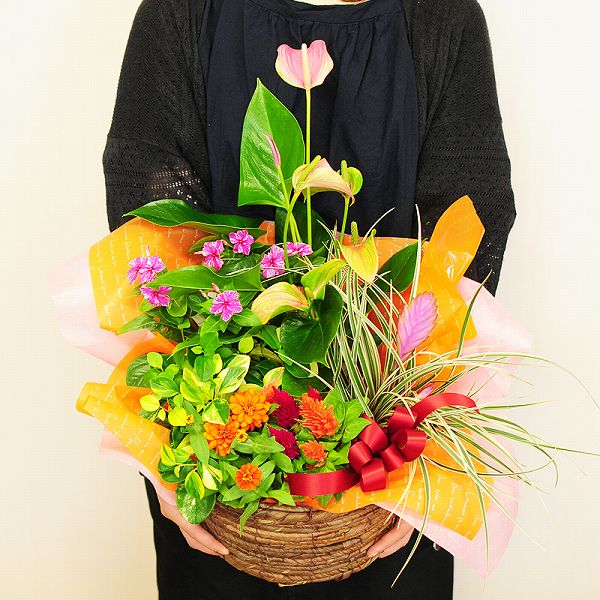 楽天市場 誕生日プレゼント寄せ鉢 おまかせ寄せ鉢ギフト 2lサイズ 結婚記念日 寄せ植えギフト 鉢花贈る 寄せ植え贈り物 寄せ鉢配達 お花宅配 寄せ鉢宅配 寄せ鉢配送 寄せ鉢プレゼント 注文 宅急便 エーデルワイス 花宅配花屋ギフト みんなのレビュー 口コミ 楽天市場 誕生日プレゼント寄せ鉢 おまかせ寄せ鉢ギフト 2lサイズ 結婚記念日 寄せ植えギフト 鉢花贈る 寄せ植え贈り物 寄せ鉢配達 お花宅配 寄せ鉢宅配 寄せ鉢配送 寄せ鉢プレゼント 注文 宅急便 エーデルワイス 花宅配花屋ギフト みんなのレビュー 口コミ