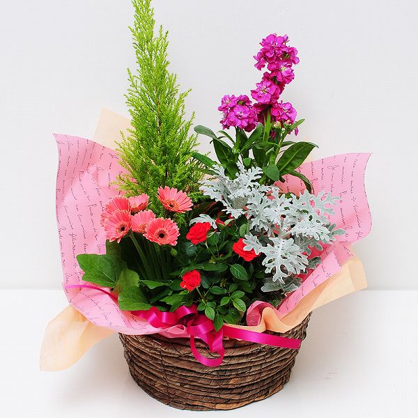 楽天市場 あす楽12時まで受付 送料無料 花 ギフト 誕生日 寄せ植え プレゼント 送別のお花 鉢花贈る 贈り物 女性 男性 結婚記念日 日頃の感謝 おまかせ寄せ鉢ギフト Mサイズ エーデルワイス 花宅配花屋ギフト みんなのレビュー 口コミ 楽天市場 あす楽12時まで受付 送料無料 花 ギフト 誕生日 寄せ植え プレゼント 送別のお花 鉢花贈る 贈り物 女性 男性 結婚記念日 日頃の感謝 おまかせ寄せ鉢ギフト Mサイズ エーデルワイス 花宅配花屋ギフト みんなのレビュー 口コミ