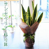 観葉植物 ギフト 誕生日プレゼント サンセベリア ローレンチ 6号鉢 観葉植物 サンスベリア サンセデリア 送料無料 花贈る 送別会 退職祝い 開店祝い 移転祝い 新築祝い おしゃれ インテリア 室内