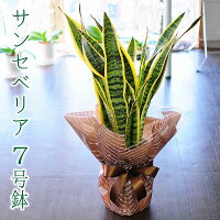 観葉植物 ギフト 誕生日プレゼント サンセベリア 7号鉢 サンスベリア サンセデリア ローレンチ 送料無料 花贈る 送別会 退職祝い 開店祝い 移転祝い 新築祝い おしゃれ インテリア 室内