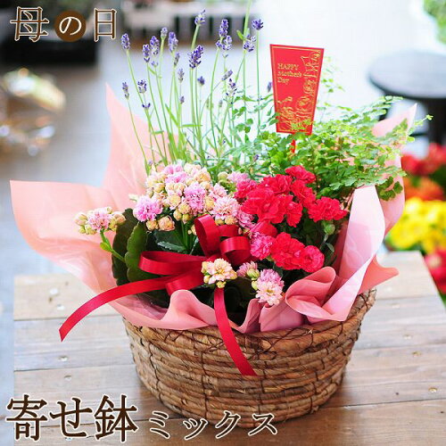 母の日には 寄せ植え のお花ギフトを 長持ちして楽しめるおしゃれな人気通販 hapiri 母の日には 寄せ植え のお花ギフトを 長持ちして楽しめるおしゃれな人気通販 hapiri