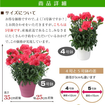 母の日 カーネーション 母の日 プレゼント 花 ギフト 母の日ギフト 母の日 カーネーション 鉢 鉢植え 鉢花 2021 プレゼント フィエルテ お供えにも 産地直送 特別な白いカーネーション 5号鉢