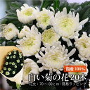 お墓参り お供え 花 贈る 供花 お悔やみ 仏花 花束 あす楽対応商品 お供え花 喪中見舞い お悔やみ 宅配 花 お彼岸 仏壇花 お悔やみの花 供養 白い菊 2...