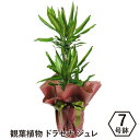 ドラセナ 観葉植物 室内用 花 宅配 配送 プレゼント 開店 移転 新築祝い インテリア ドラセナジュレ7号鉢