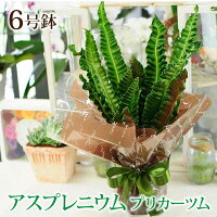 アスプレニウム プリカーツム 6号鉢 観葉植物 鉢花贈る 贈り物 あす楽対応 送料無料 お花宅配 観葉植物宅配 観葉植物配送開店祝い 移転祝い 新築祝い おしゃれ インテリア 室内