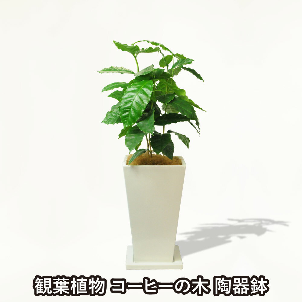 コーヒーの木 観葉植物 室内用 陶器鉢 開店祝い コーヒーノキ 鉢花贈る 贈り物 送料無料 花 宅配 配送 誕生日プレゼント 開店祝い 移転祝い 新築祝い おしゃれ インテリア 室内 観葉植物 コーヒーの木